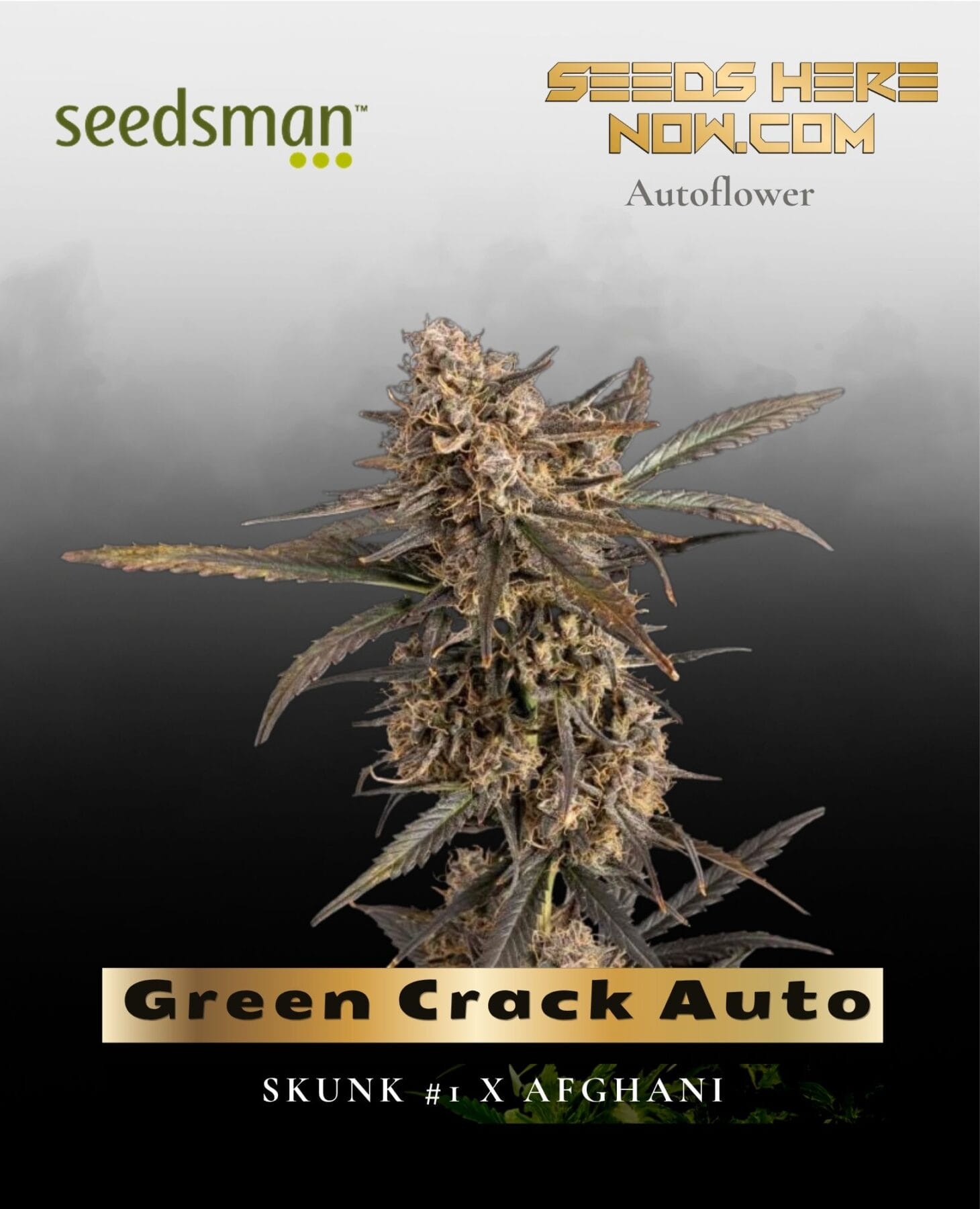 Green Crack Auto (Feminized) - Seedsman