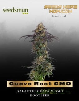 Guava Root GMO (Feminized) (space) Seedsman
