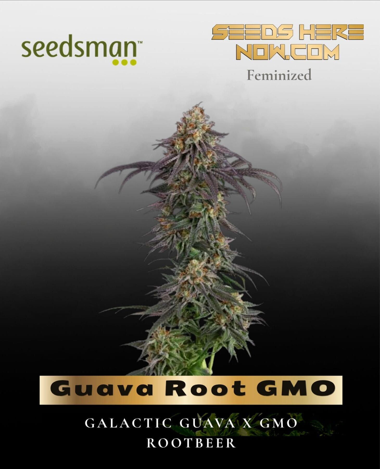 Guava Root GMO (Feminized) - Seedsman