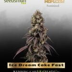 Ice Dream Cake Fast (Feminized) - Seedsman