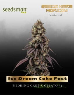 Ice Dream Cake Fast (Feminized) (space) Seedsman