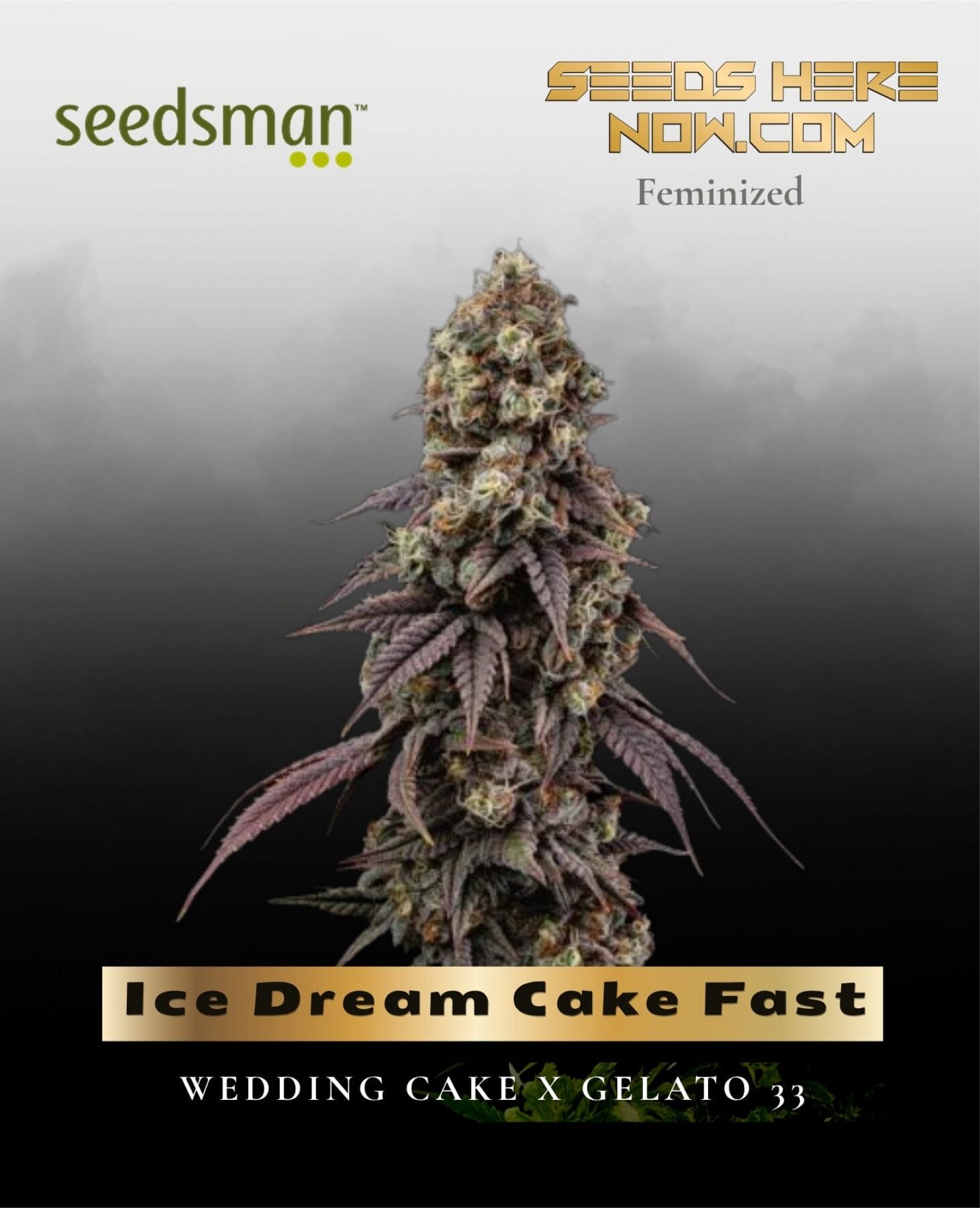 Ice Dream Cake Fast (Feminized) - Seedsman