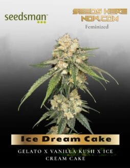 Ice Dream Cake (Feminized) (space) Seedsman