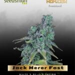 Jack Herer Fast (Feminized) - Seedsman