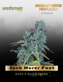 Jack Herer Fast (Feminized) (space) Seedsman