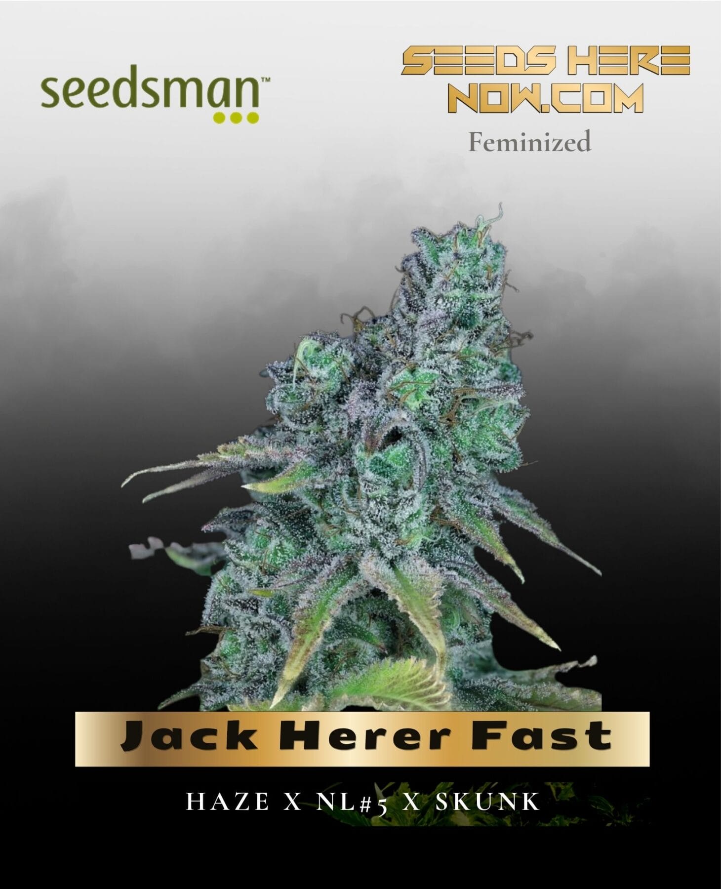Jack Herer Fast (Feminized) - Seedsman