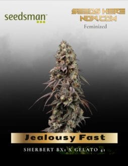 Jealousy Fast (Feminized) (space) Seedsman