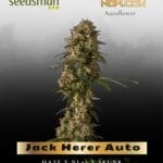 Jack Herer Auto (Feminized) - Seedsman