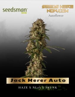 Jack Herer Auto (Feminized) (space) Seedsman