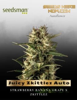 Juicy Zkittlez Auto (Feminized) (space) Seedsman