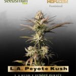 L.A. Peyote Kush (Feminized) - Seedsman