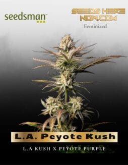 L.A. Peyote Kush (Feminized) (space) Seedsman