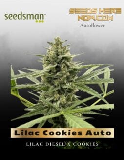 Lilac Cookies Auto (Feminized) (space) Seedsman