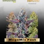 MegaMix Fast (Feminized) - Seedsman