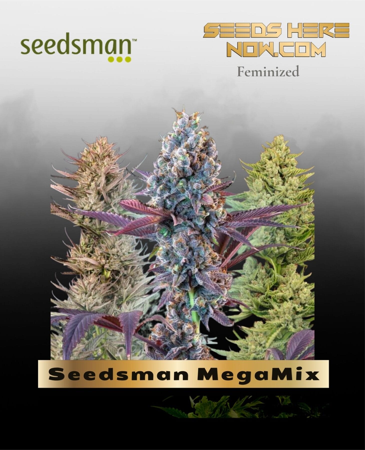 Seedsman MegaMix (Feminized) - Seedsman