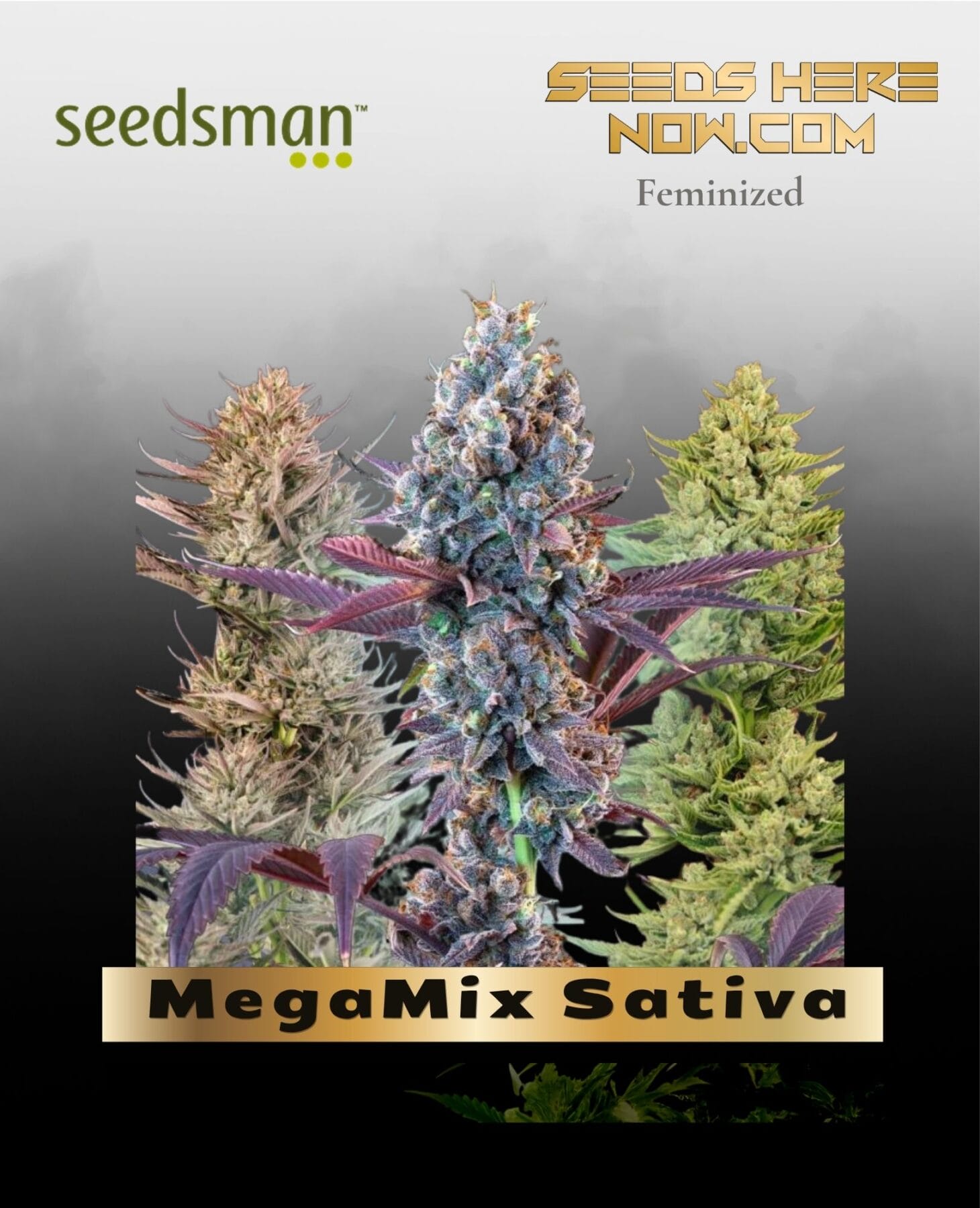 MegaMix Sativa (Feminized) - Seedsman