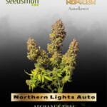 Northern Lights Auto (Feminized) - Seedsman