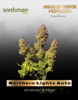 Northern Lights Auto (Feminized) (space) Seedsman