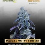 Peyote Wi-Fi CBD 2:1 (Feminized) - Seedsman