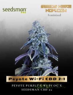 Peyote Wi(space)Fi CBD 2:1 (Feminized) (space) Seedsman