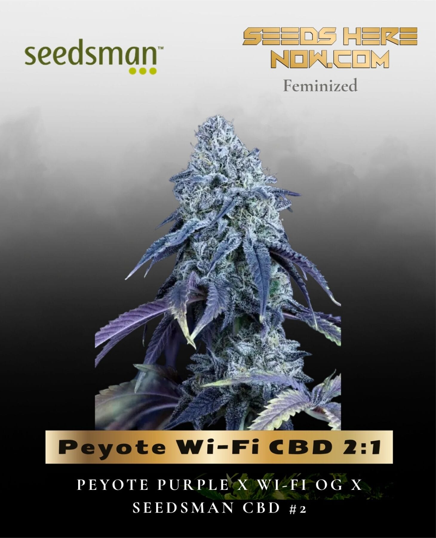 Peyote Wi-Fi CBD 2:1 (Feminized) - Seedsman