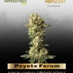 Peyote Forum (Feminized) - Seedsman