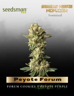 Peyote Forum (Feminized) (space) Seedsman