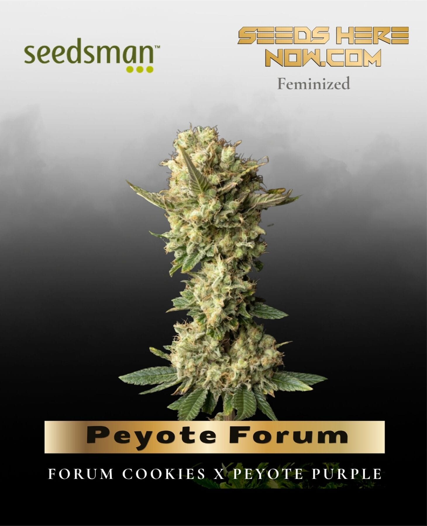 Peyote Forum (Feminized) - Seedsman