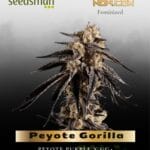 Peyote Gorilla (Feminized) - Seedsman