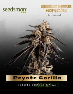 Peyote Gorilla (Feminized) (space) Seedsman