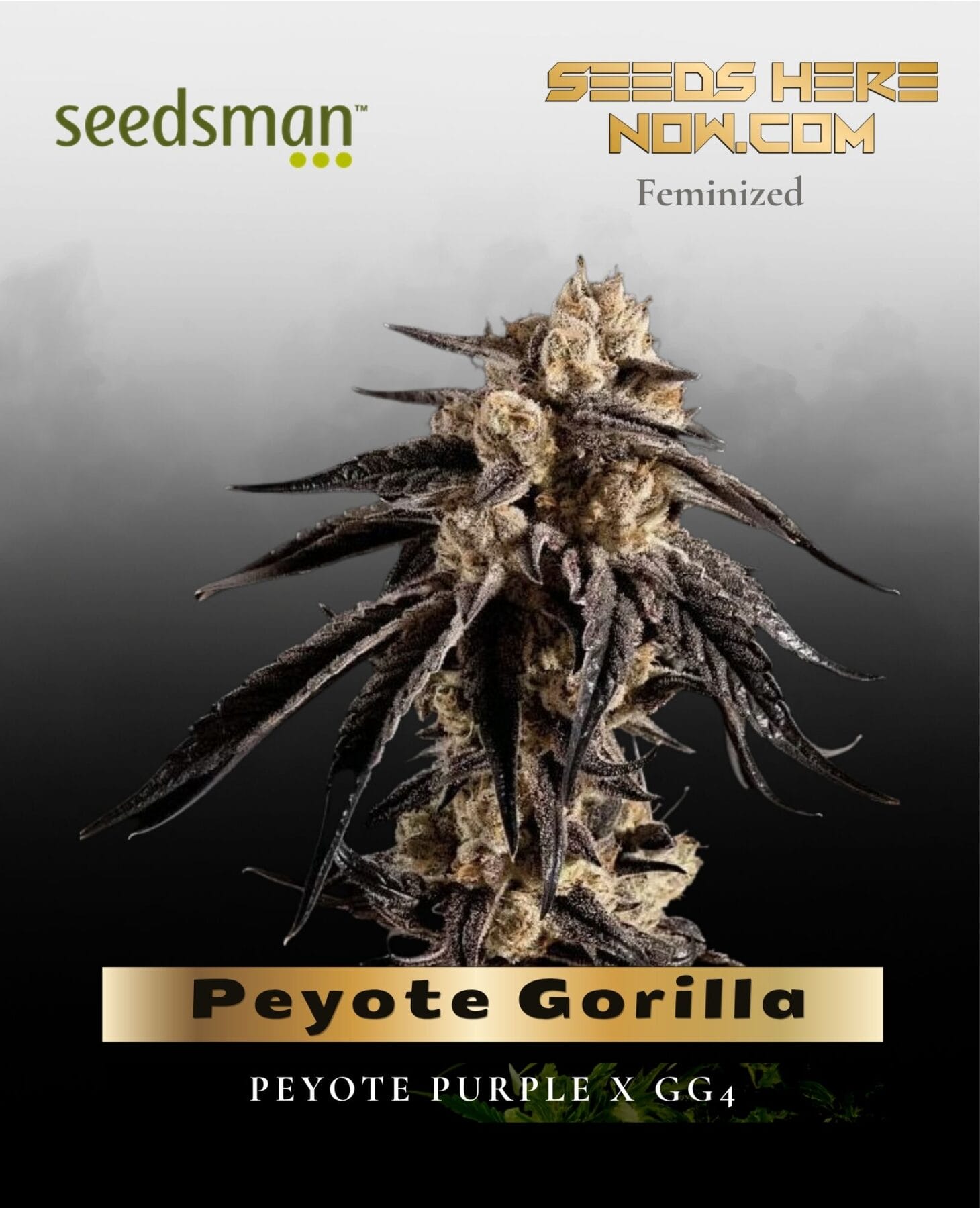 Peyote Gorilla (Feminized) - Seedsman