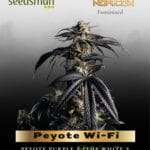 Peyote Wi-Fi (Feminized) - Seedsman