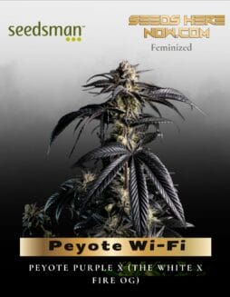 Peyote Wi(space)Fi (Feminized) (space) Seedsman