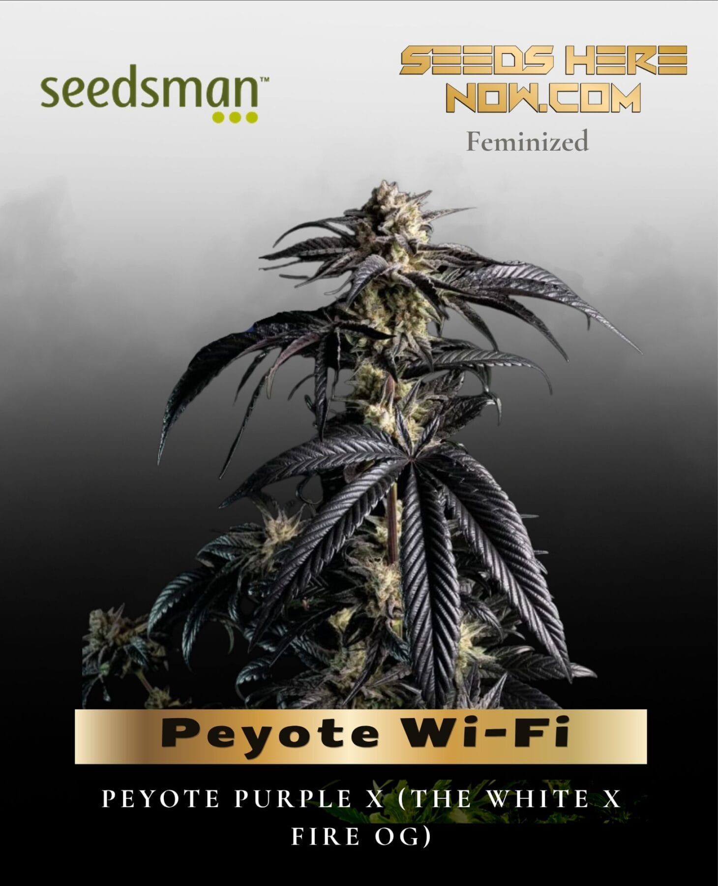 Peyote Wi-Fi (Feminized) - Seedsman