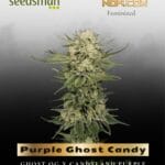 Purple Ghost Candy (Feminized) - Seedsman
