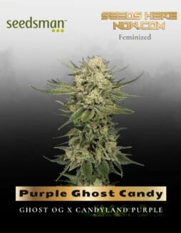 Purple Ghost Candy (Feminized) (space) Seedsman