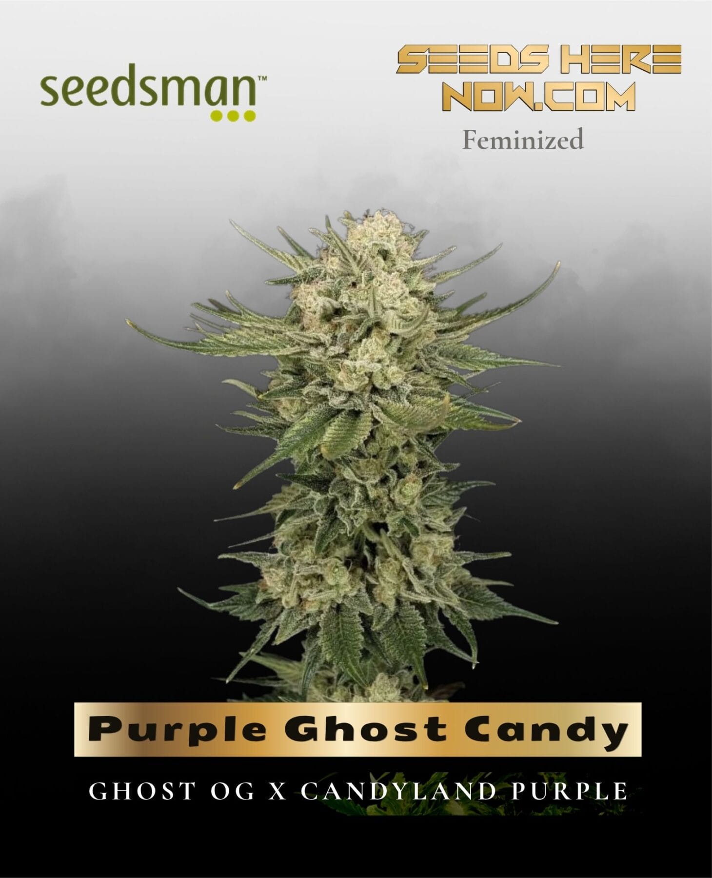 Purple Ghost Candy (Feminized) - Seedsman