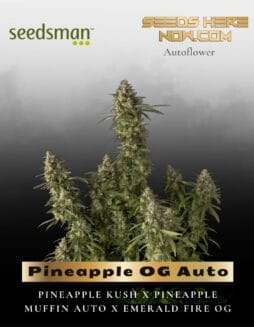 Pineapple OG Auto (Feminized) (space) Seedsman