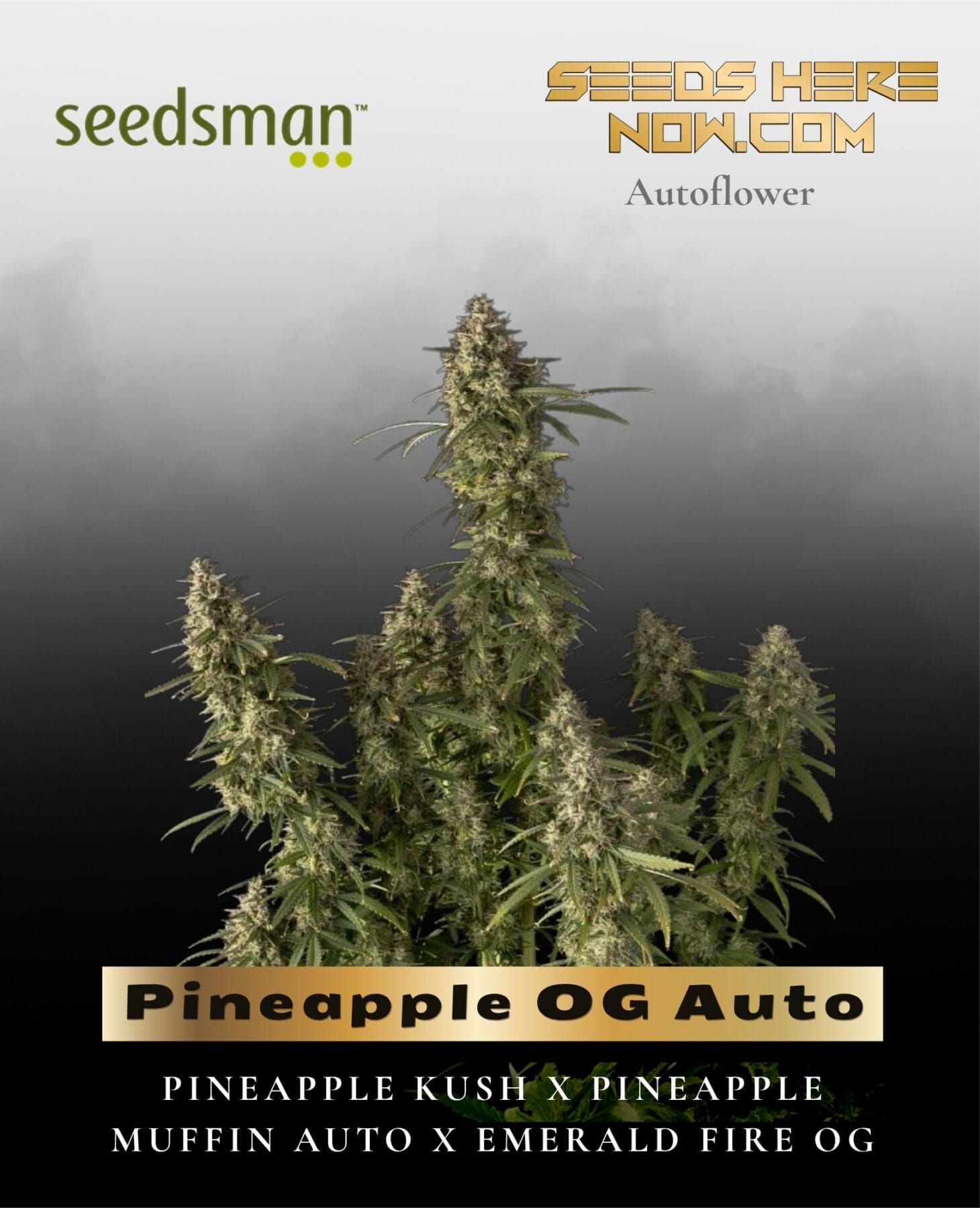 Pineapple OG Auto (Feminized) - Seedsman