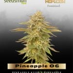 Pineapple OG (Feminized) - Seedsman