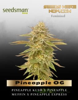 Pineapple OG (Feminized) (space) Seedsman