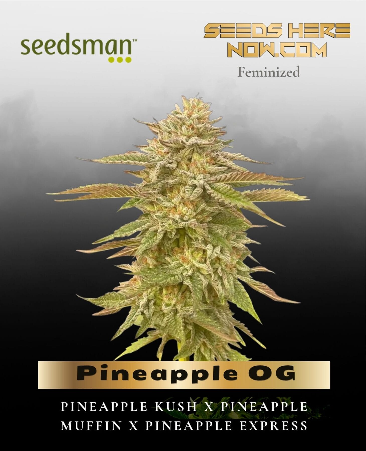 Pineapple OG (Feminized) - Seedsman