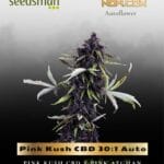 Pink Kush CBD 30:1 Auto (Feminized) - Seedsman