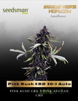 Pink Kush CBD 30:1 Auto (Feminized) (space) Seedsman