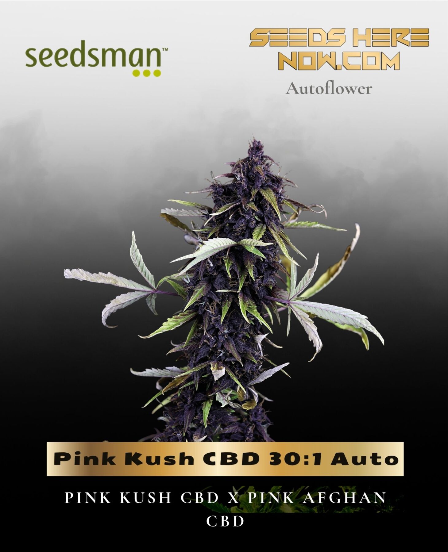 Pink Kush CBD 30:1 Auto (Feminized) - Seedsman