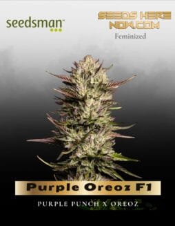 Purple Oreoz F1 (Feminized) (space) Seedsman