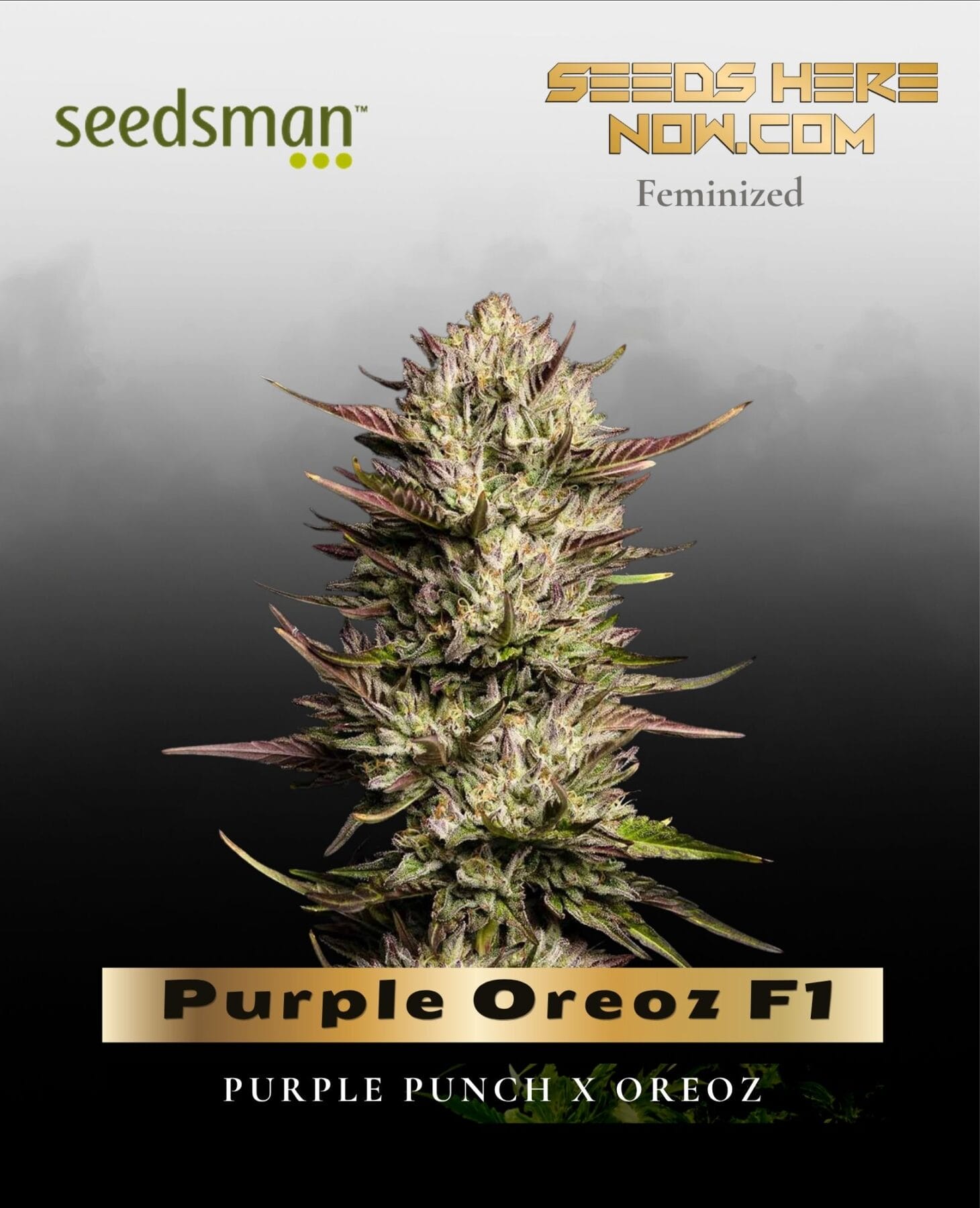Purple Oreoz F1 (Feminized) - Seedsman