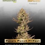 Purple Punch F1 Fast (Feminized) - Seedsman