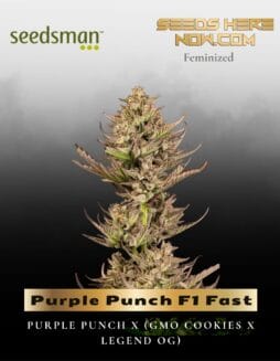 Purple Punch F1 Fast (Feminized) (space) Seedsman