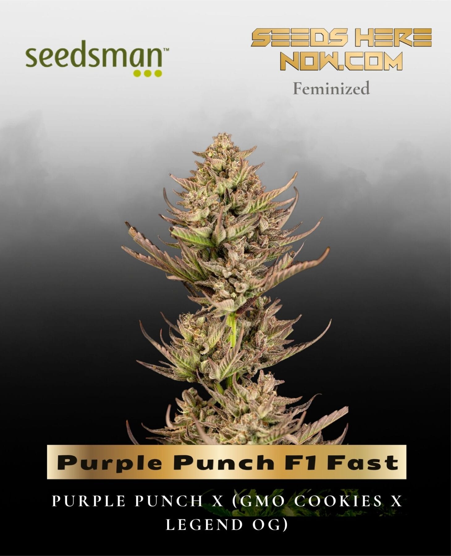 Purple Punch F1 Fast (Feminized) - Seedsman